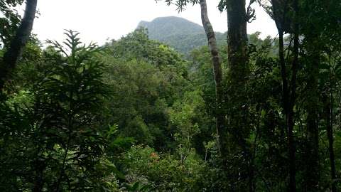 Photo: Daintree Discovery Tours